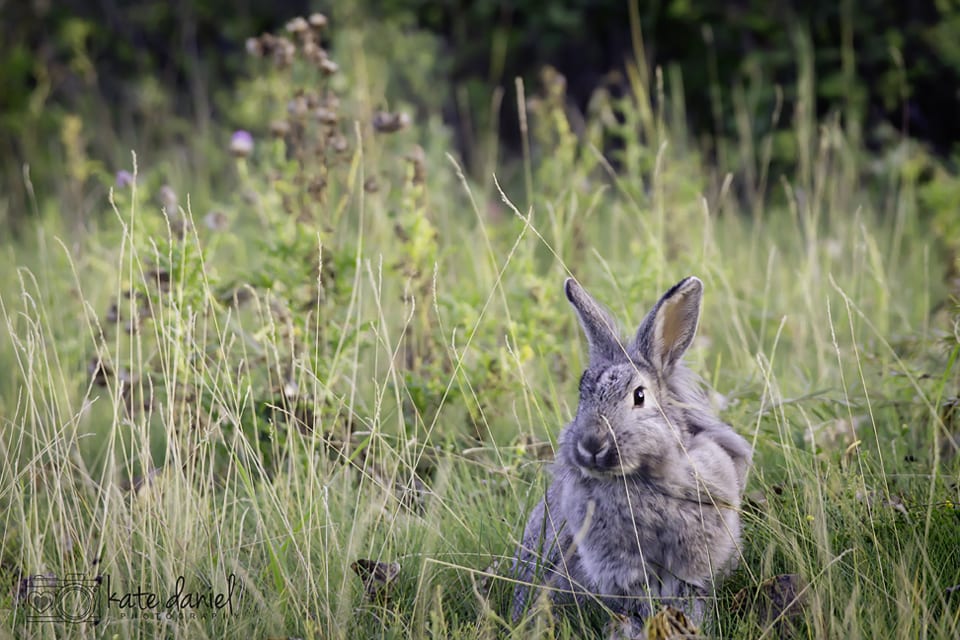 fish-creek-rabbit-calgary-photographers-kate-daniel-photography